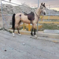 واگذاری باشگاه سوارکاری