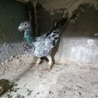 کبوتر پرنده بشرط|پرنده|الوند, |دیوار