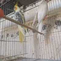 جفت نروماده عروس هلندی مولد