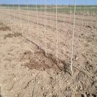 کاشت پاییزه نهال صنوبر  نیگرا ترکیه ای و دلتوییدس|خدمات باغبانی و درختکاری|نهاوند, |دیوار