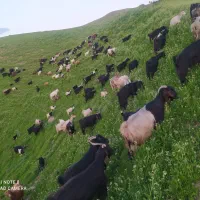 بز برا مراسم آخر مراسم پول پرداخت کن ...پلدختر