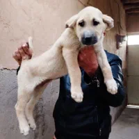 پژدر درجه یک اصل و نسب دار