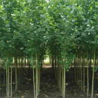 نهالستان فروش نهال های بادام گردو و صنوبر|خدمات باغبانی و درختکاری|اشنویه, |دیوار