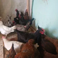 مرغ محلی|حیوانات مزرعه|هشتگرد, شهرک وحدت|دیوار