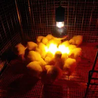 لامپ گرمایشی مادر مصنوعی مادون برای جوجه