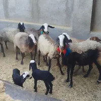فروش میش شال اصیل|حیوانات مزرعه|اردستان, |دیوار