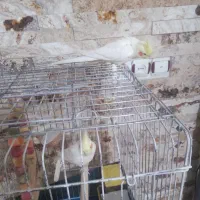 عروس هلندی|پرنده|شهریار, شهریار|دیوار