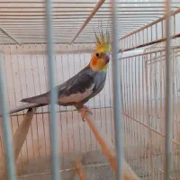 عروس هلندی بالغ نر