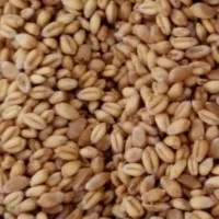 گندم آبی رقم میهن