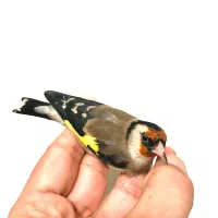 ۵عدد سهره نر و ماده عالی یکجایی به قیمت بیابونی