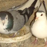 کبوتر طوقی پلاکی نر ،جفت بدرنگ سینه واز|پرنده|شاهینشهر, شهرک سایت|دیوار