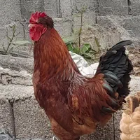 خروس کاکلی محلی درشت