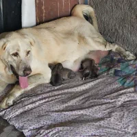 واگذاری ماده پژدر|سگ|مشهد, بلال|دیوار