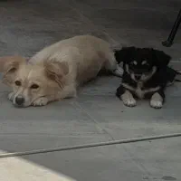 دو عدد سگ پاپی