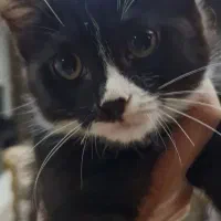 گربه واگذاری