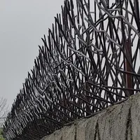 حفاظ شاخ گوزنی