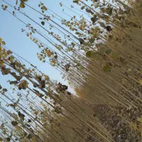 نهال سود میلیاردی با کاشت چنار|گل و گیاه طبیعی|سنندج, |دیوار