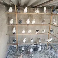 تعدادی کبوتر اصیل|پرنده|تهران, گمرک|دیوار