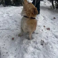 واگذاری سگ|سگ|همدان, |دیوار