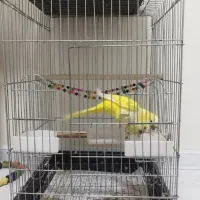 ۳جفت راهب مولد دم تخم|پرنده|کرج, شاهین‌ویلا|دیوار