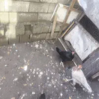 مرغ و خروس  لاری|حیوانات مزرعه|تنکابن, |دیوار