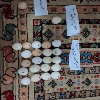 تخم مرغ خوراکی و نطفه دار
