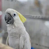 کا.کا.دو تاج زردسایز ۳ کینگ سایز