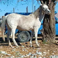 اسب مادیون|اسب و تجهیزات اسب‌سواری|سیلوانه, |دیوار