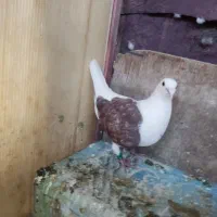 پشتی آلمانی اصل