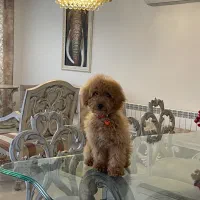 سگ پودل توی