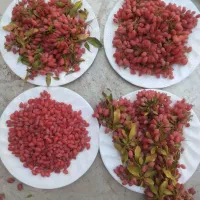 زرشک درجه یک قائنات مشهد وزعفران امروز تازه امده|خوردنی و آشامیدنی|قم, یخچال قاضی|دیوار