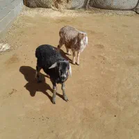 بره سالم۲ماهه نر فراهان ماستر