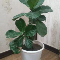 فیکوس لیترا