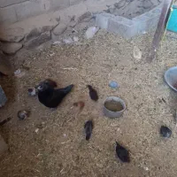 مرغ گلین|حیوانات مزرعه|درمیان, |دیوار