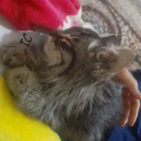 واگذاری گربه