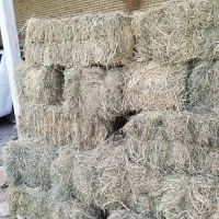 علف یونجه