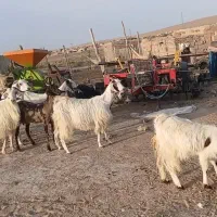 ۸ راس بز محلی