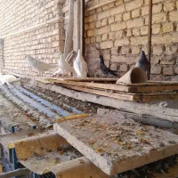 کبوتر پرشی|پرنده|زیباشهر, |دیوار