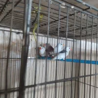 فنج|پرنده|قزوین, |دیوار