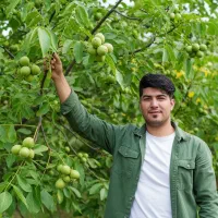 نهال گردو فرنور با تضمین رشد