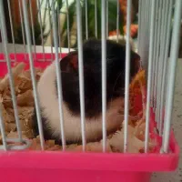 همستر|موش و خرگوش|کرج, شهرک یاس شمالی|دیوار