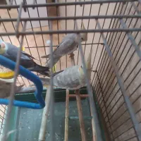 2عدد عروس هلندی|پرنده|رشت, پل تالشان|دیوار