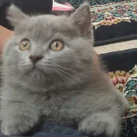 توله اسکاتیش آنفولاددوماه نر