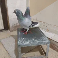 کبوتر سبز دم سفید