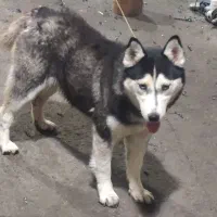 سگ هاسکی فحل ماده معاوضه با حیوان