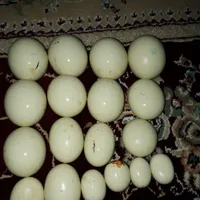 سنگ الماس آسیاب|جواهرات|رشت, عینک|دیوار