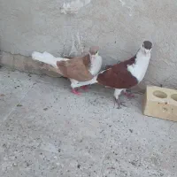 کفتر ساده جفتگا