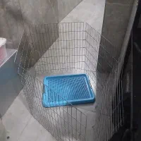 پارک سگ
