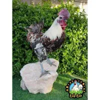 خروس اصیل ایرانی و خروس تزیینی لهستانی