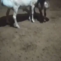 میش چینی بره